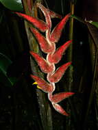 Image of Heliconia vellerigera Poepp.