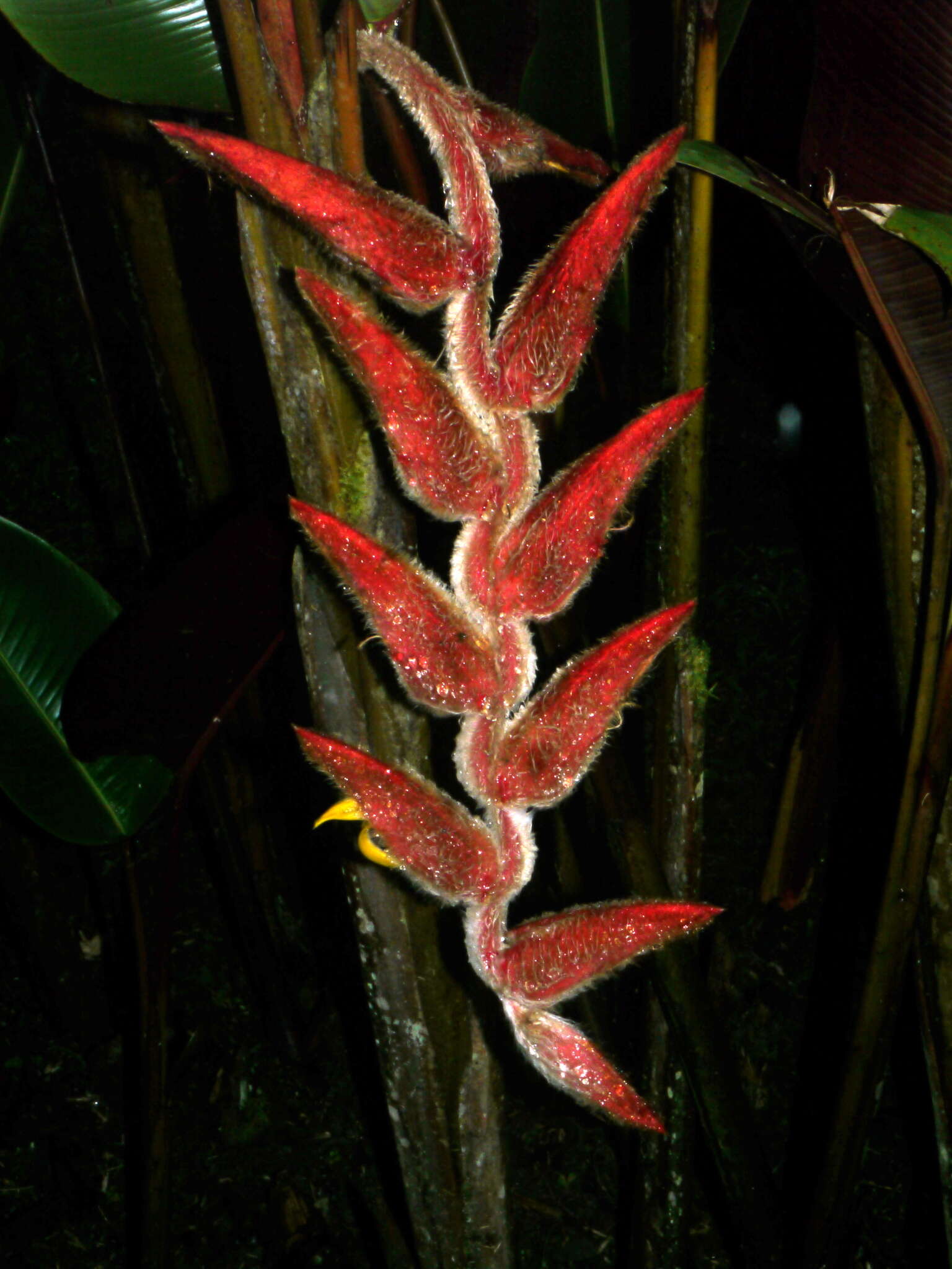 Image of Heliconia vellerigera Poepp.