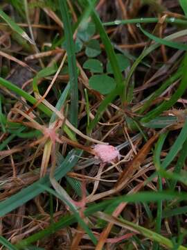 Laetisaria fuciformis (Berk.) Burds. 1979的圖片