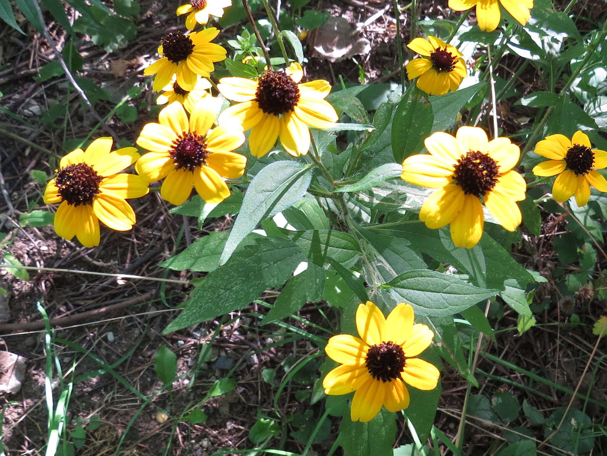 Image of browneyed Susan