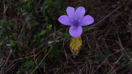 Image of crested Philippine violet