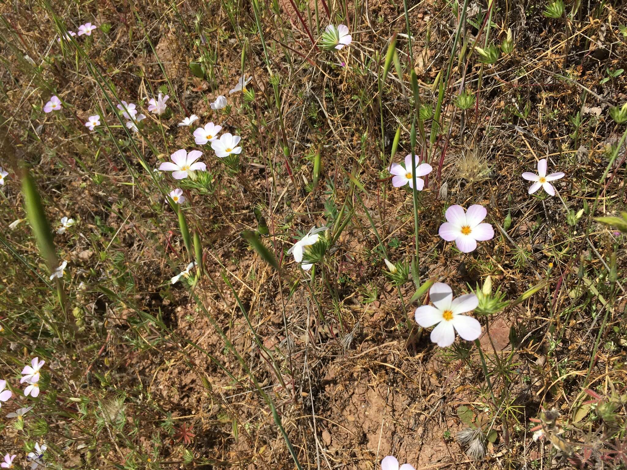 Image of largeflower linanthus