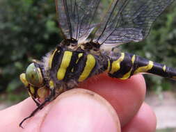 Image of golden-ringed dragonfly