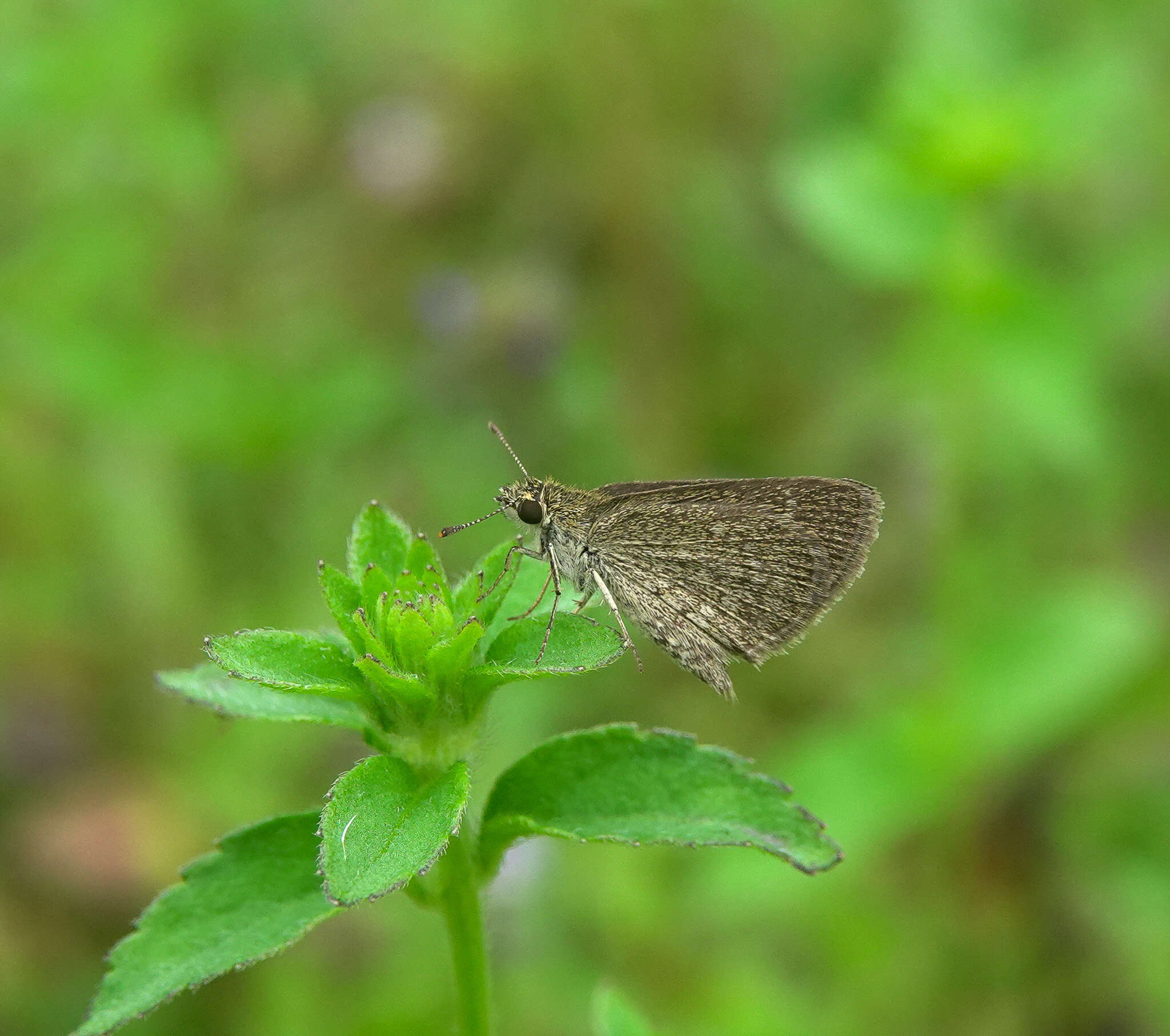 Image of Pygmy Scrub-hopper