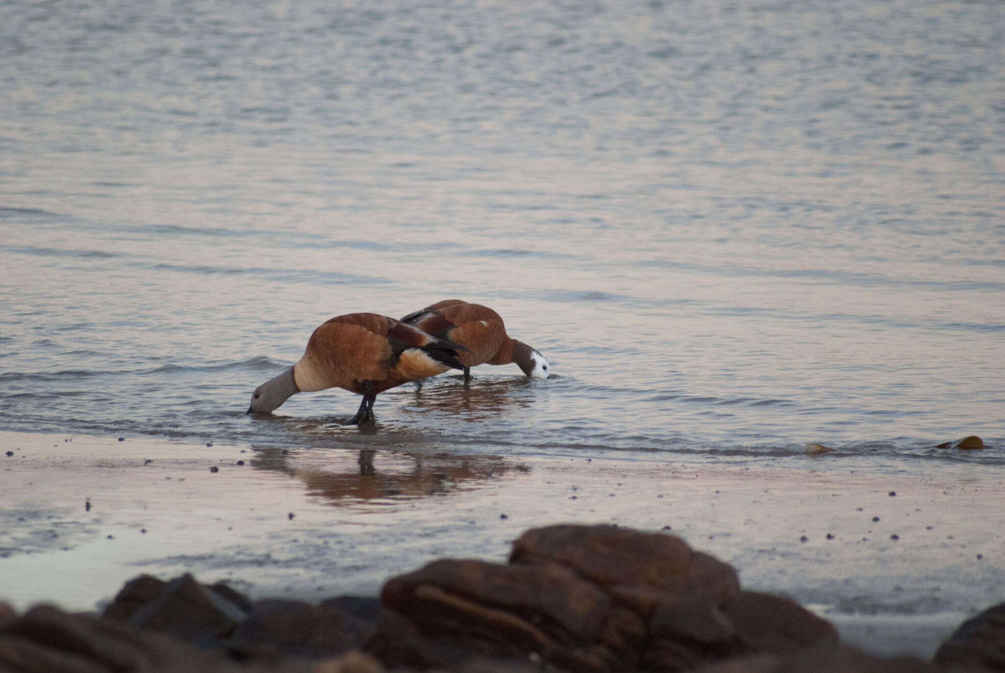 Image of Cape Shelduck