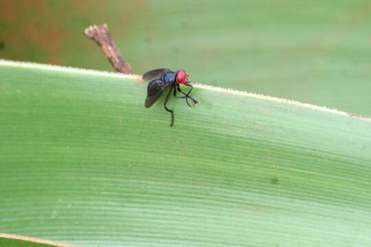 Image of Bromophila