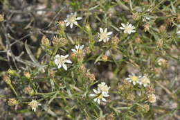 Image of Gutierrezia gilliesii Griseb.