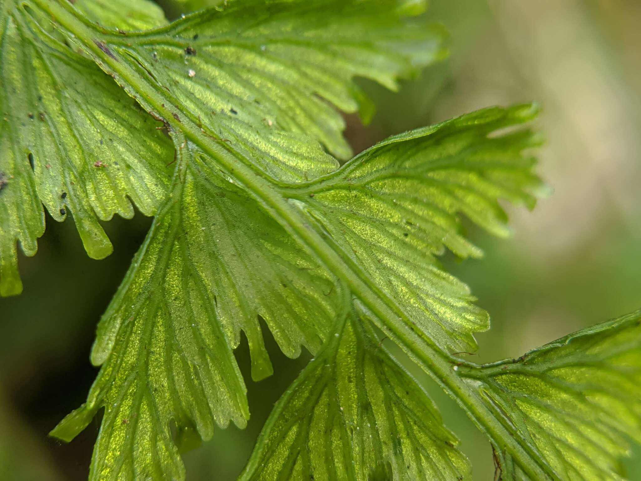 Image de Vandenboschia auriculata (Bl.) Copel.