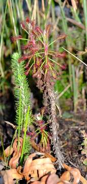 Imagem de Drosera glabripes (Harv. ex Planch.) Stein