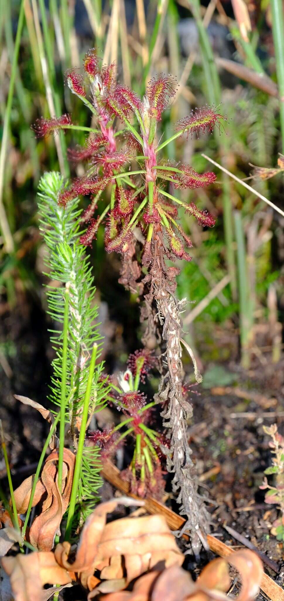 Imagem de Drosera glabripes (Harv. ex Planch.) Stein