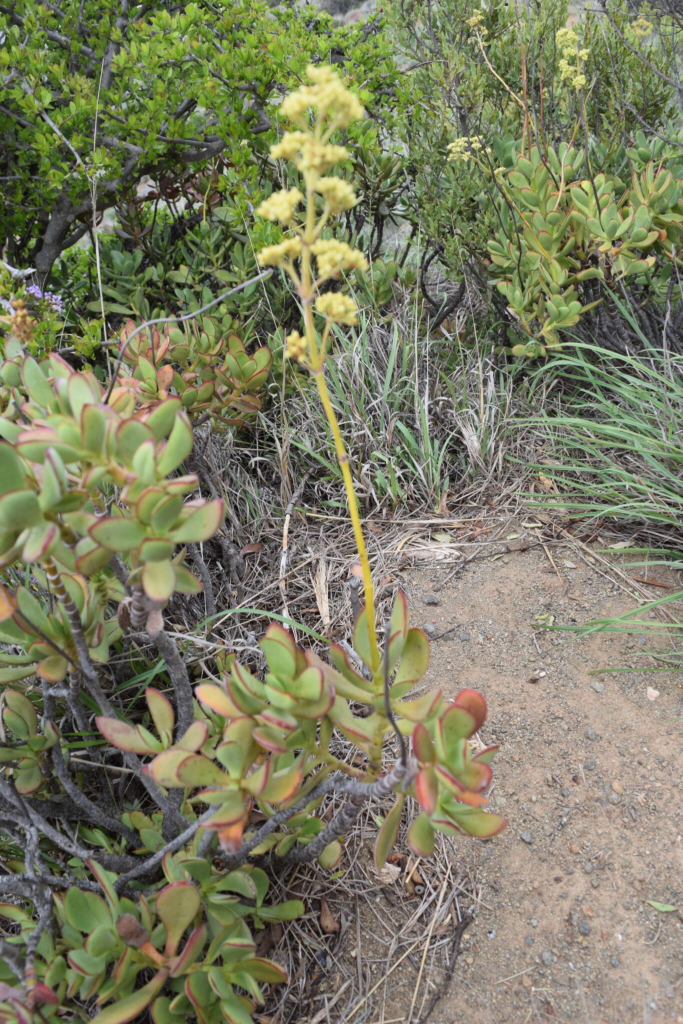 Crassula cultrata L. resmi