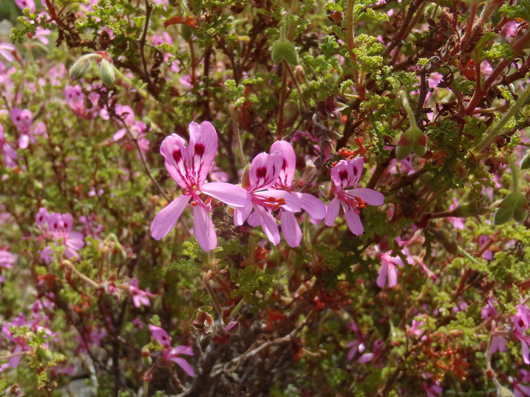 Image of Pelargonium pseudoglutinosum Knuth