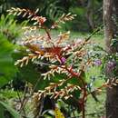 Image of Guzmania testudinis L. B. Sm. & Read