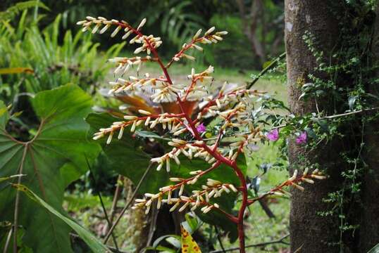 صورة Guzmania testudinis L. B. Sm. & Read