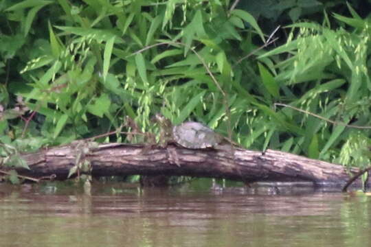 Image of Pearl River Map Turtle