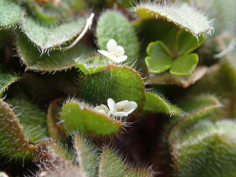 Image of Myosotis antarctica Hook. fil.