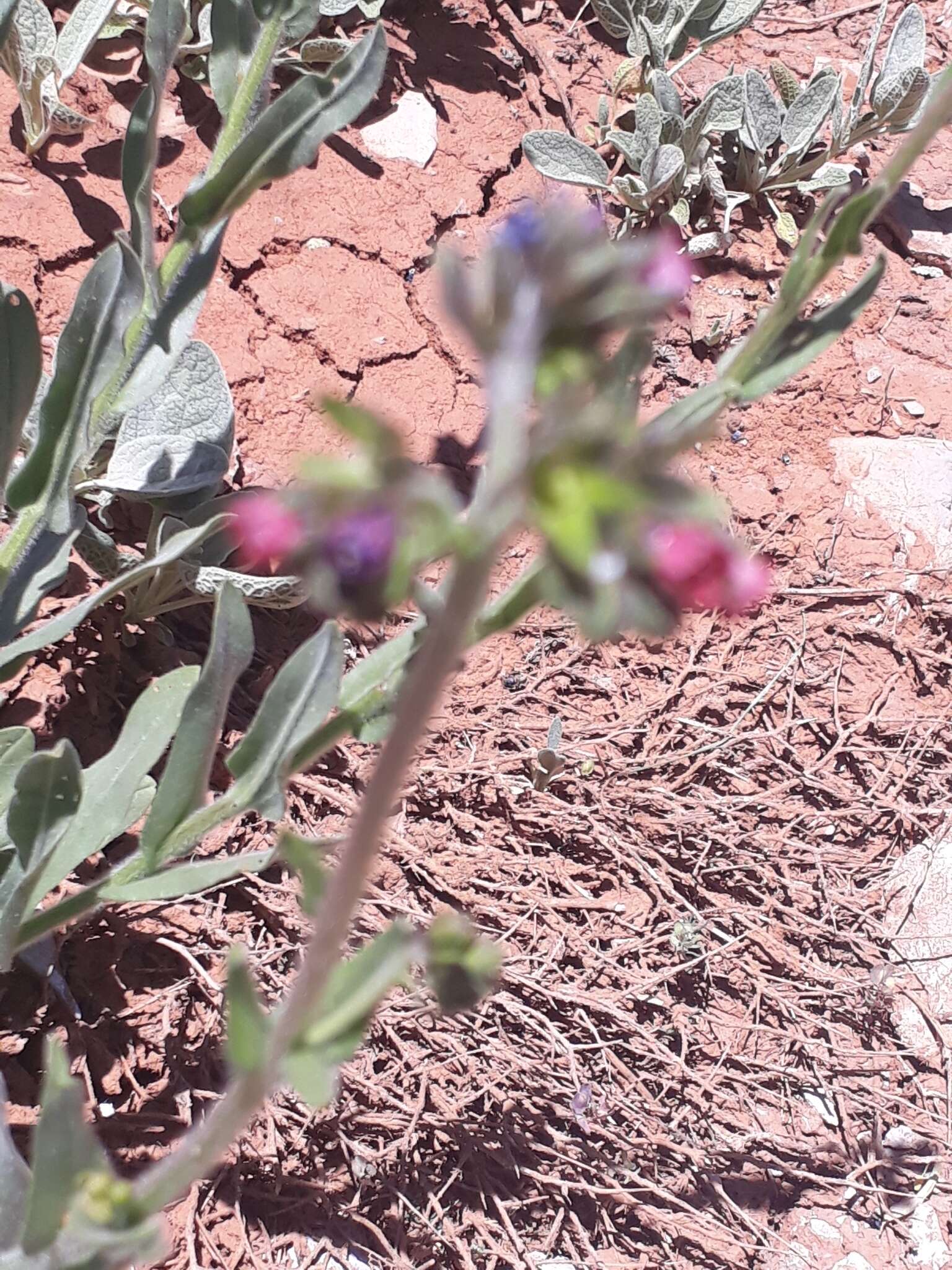 Cynoglossum montanum L. resmi