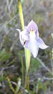 Image of Veined sun orchid