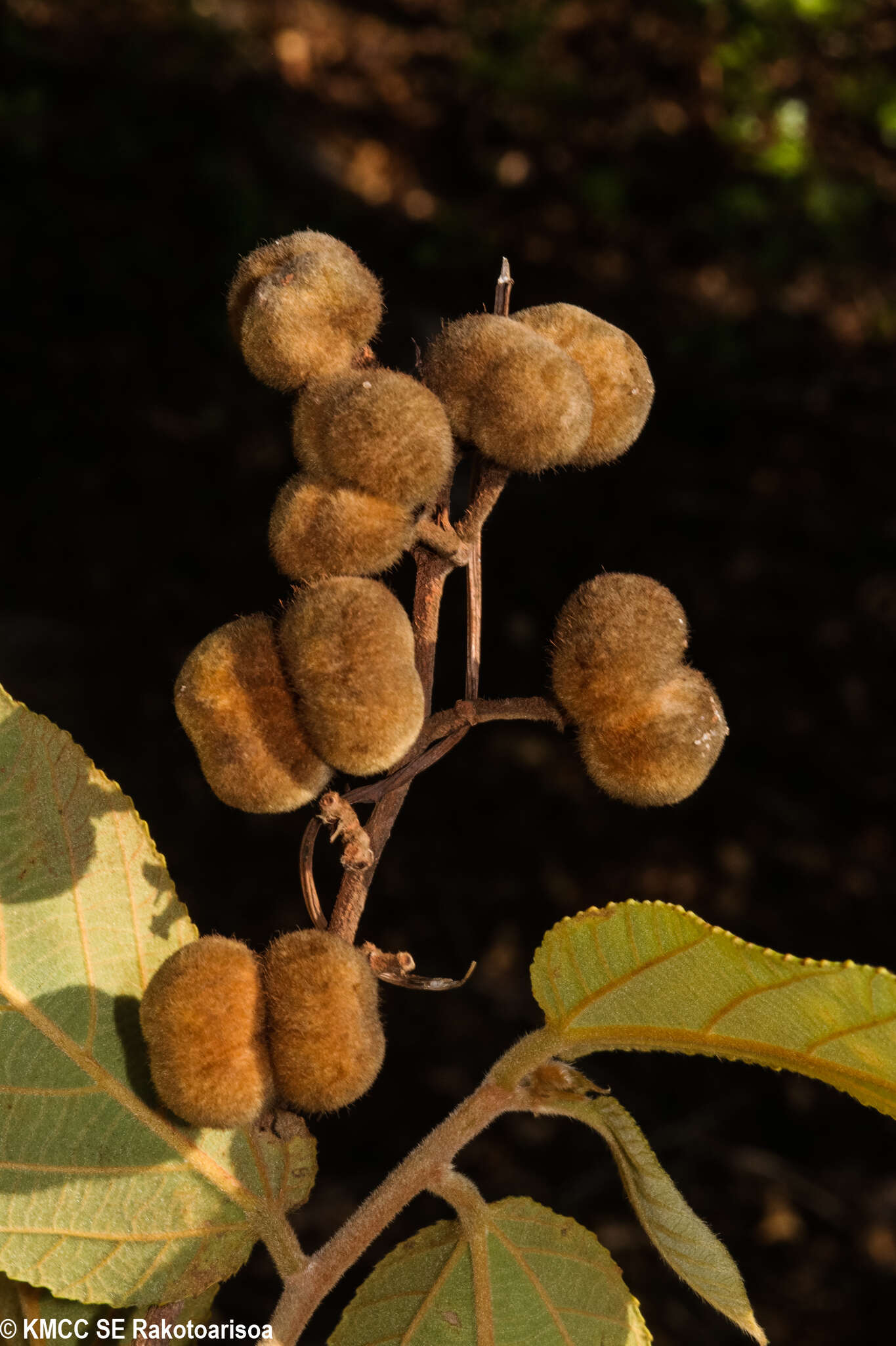 Image of Grewia amplifolia Baill.