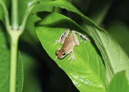 Image of Dendropsophus parviceps (Boulenger 1882)