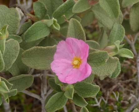 Imagem de Cistus parviflorus Lam.