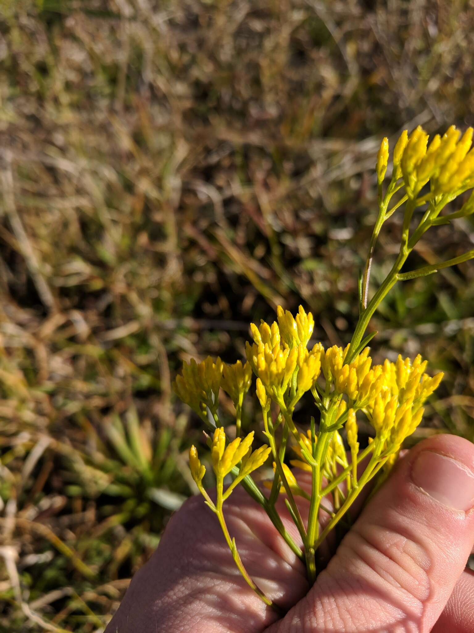 Image of Pineland Rayless-Goldenrod