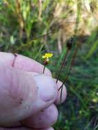 Image of Curtiss' yelloweyed grass