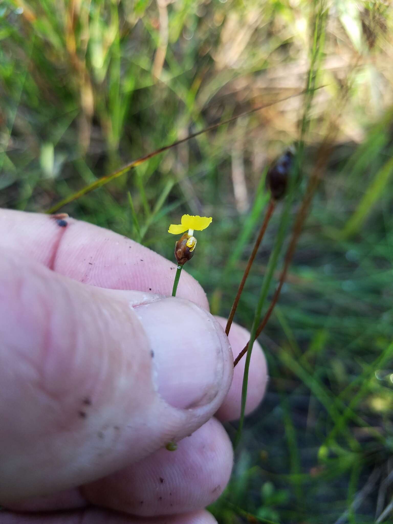 Sivun Xyris difformis var. curtissii (Malme) Kral kuva