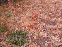 Image of Creeping Molasses Grass