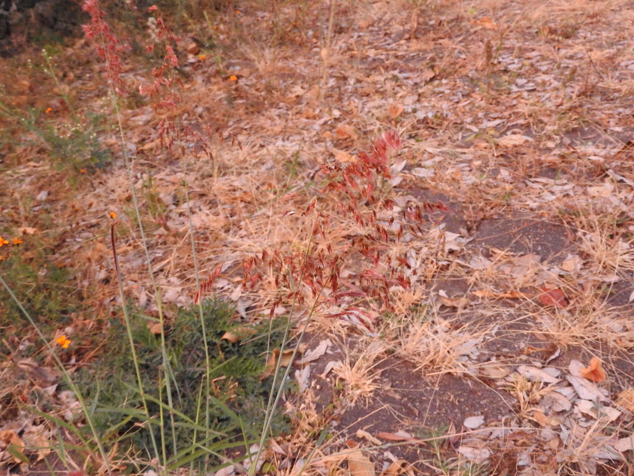 Image of Creeping Molasses Grass