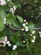 Plancia ëd Crataegus suborbiculata Sarg.