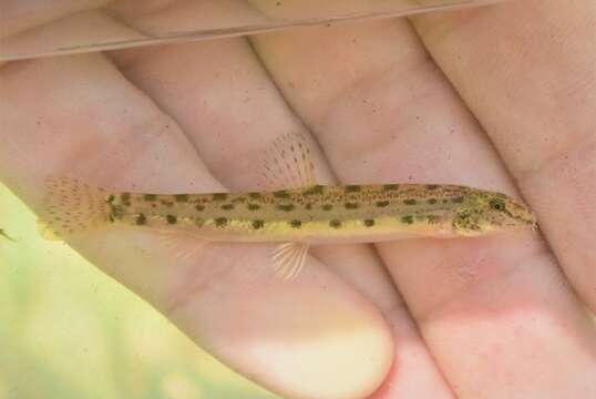 Image of Bulgarian spined loach