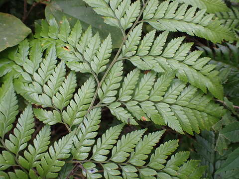 Image of Maxonia apiifolia (Sw.) C. Chr.