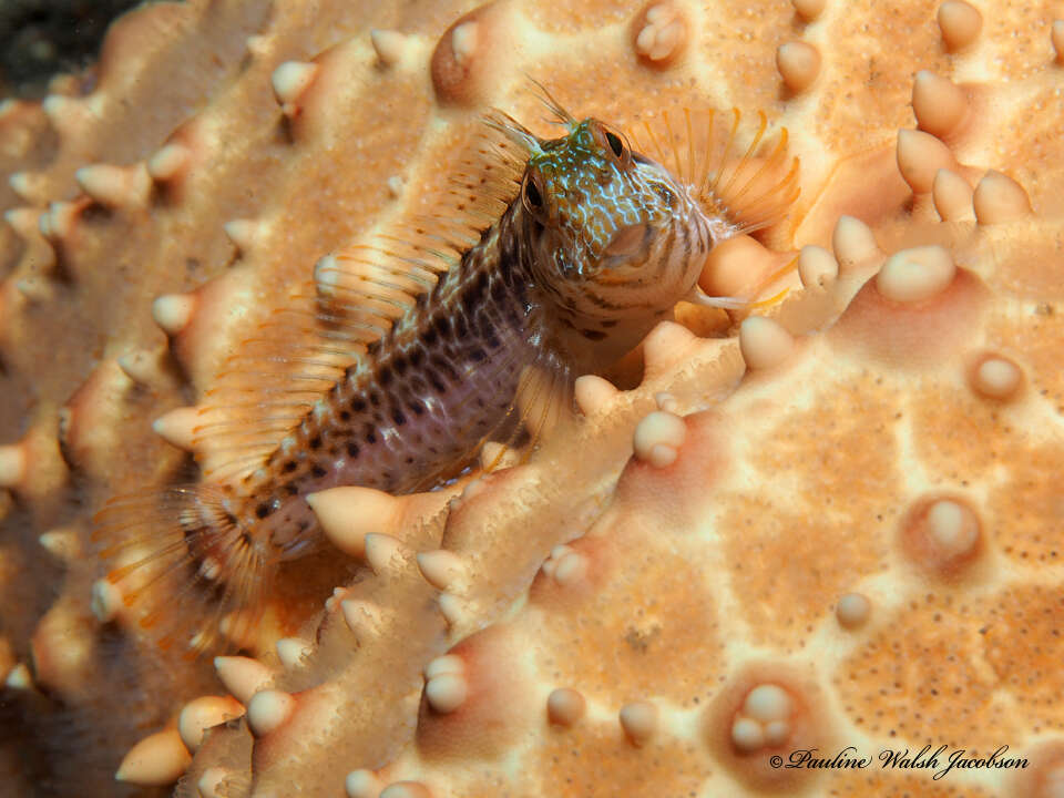 Image of Seaweed Blenny