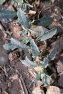 Image of Atriplex glauca subsp. mauritanica (Boiss. & Reut.) Dobignard