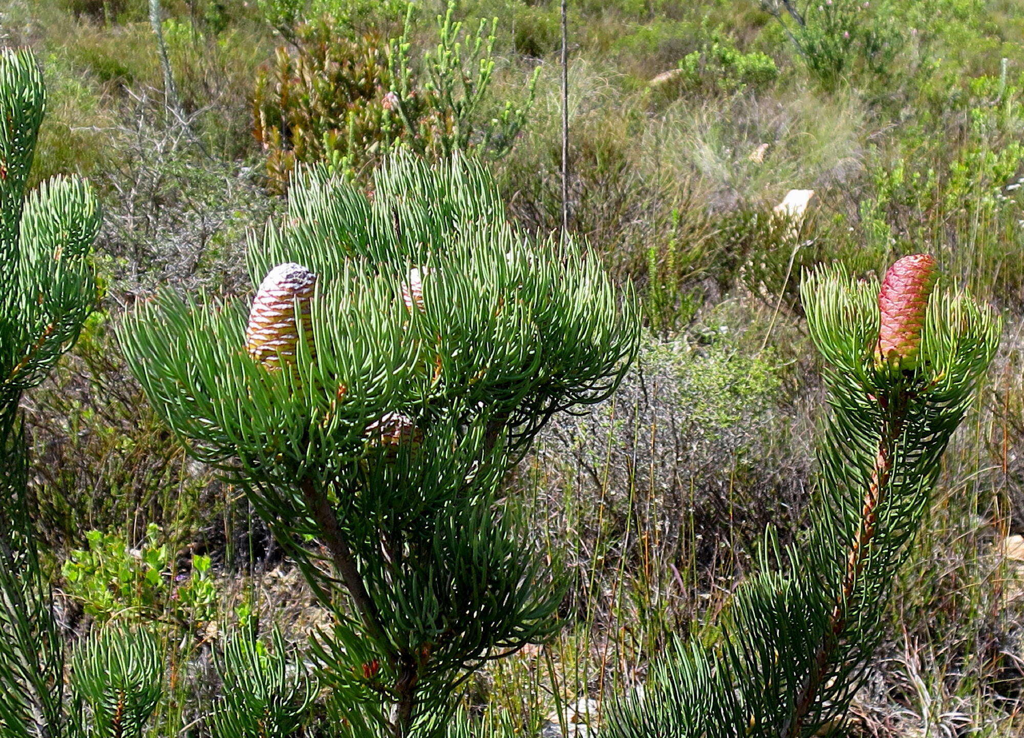 Image of Leucadendron nobile I. Williams