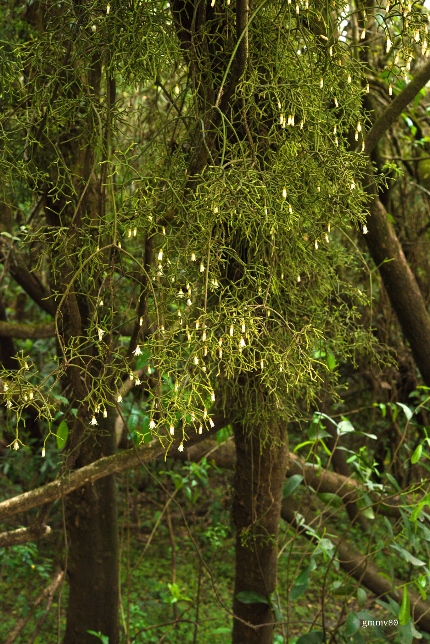 Rhipsalis cereuscula Haw.的圖片