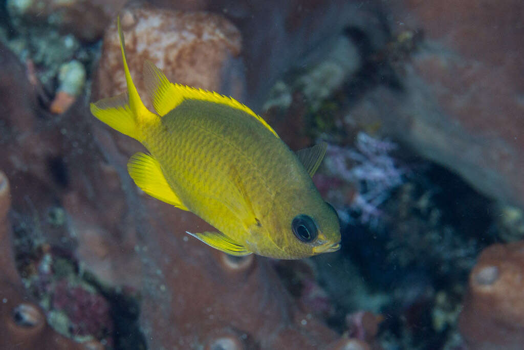 Image de Chromis analis (Cuvier 1830)