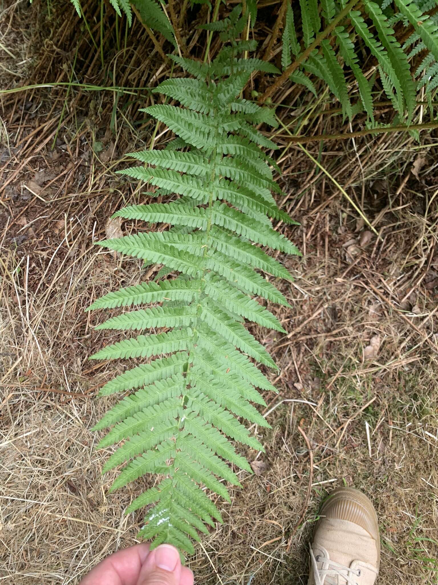 Sivun Dryopteris cambrensis subsp. cambrensis kuva