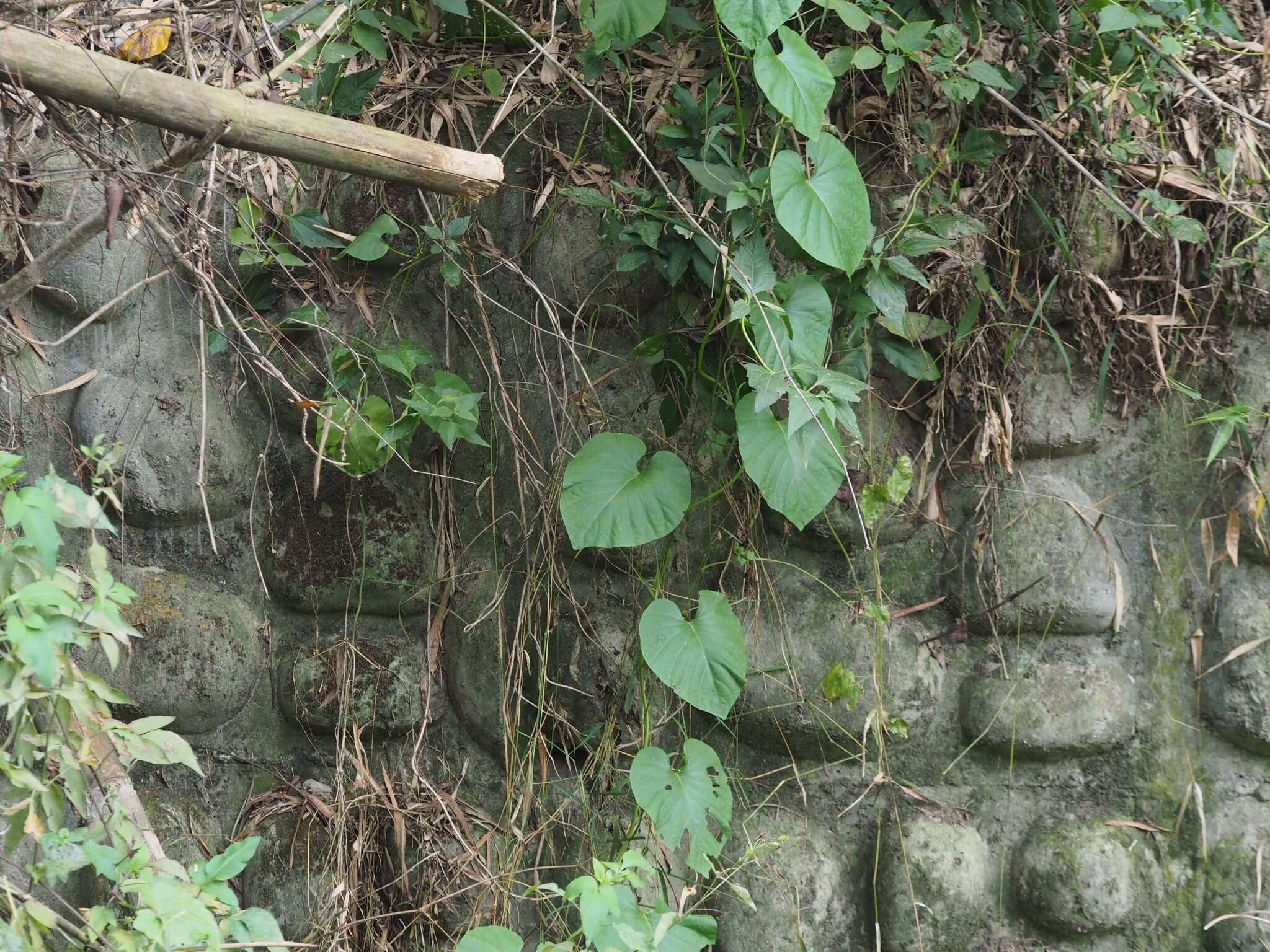 Imagem de Stictocardia tiliifolia (Desr.) Hall. fil.