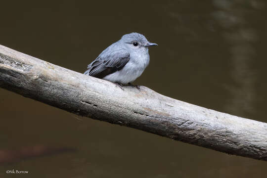 Image of Cassin's Flycatcher