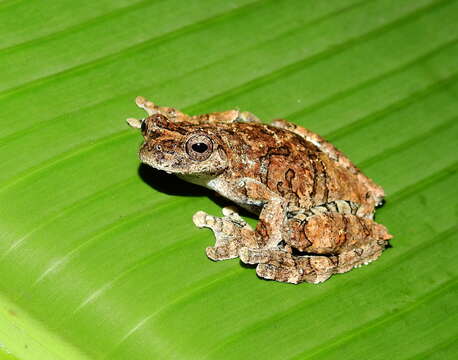 Image of Dendropsophus melanargyreus (Cope 1887)