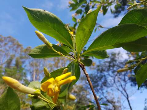 Imagem de Hymenosporum