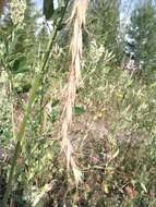 Image of Siberian Wild Rye