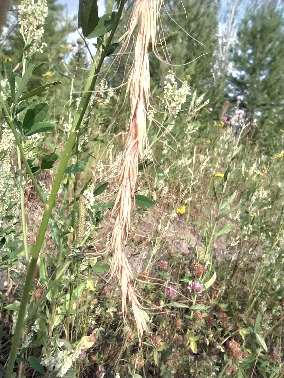 Image of Siberian Wild Rye