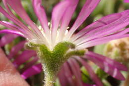 Imagem de Drosanthemum oculatum L. Bol.