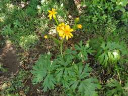 Image of Ligularia japonica (Thunb.) Less.