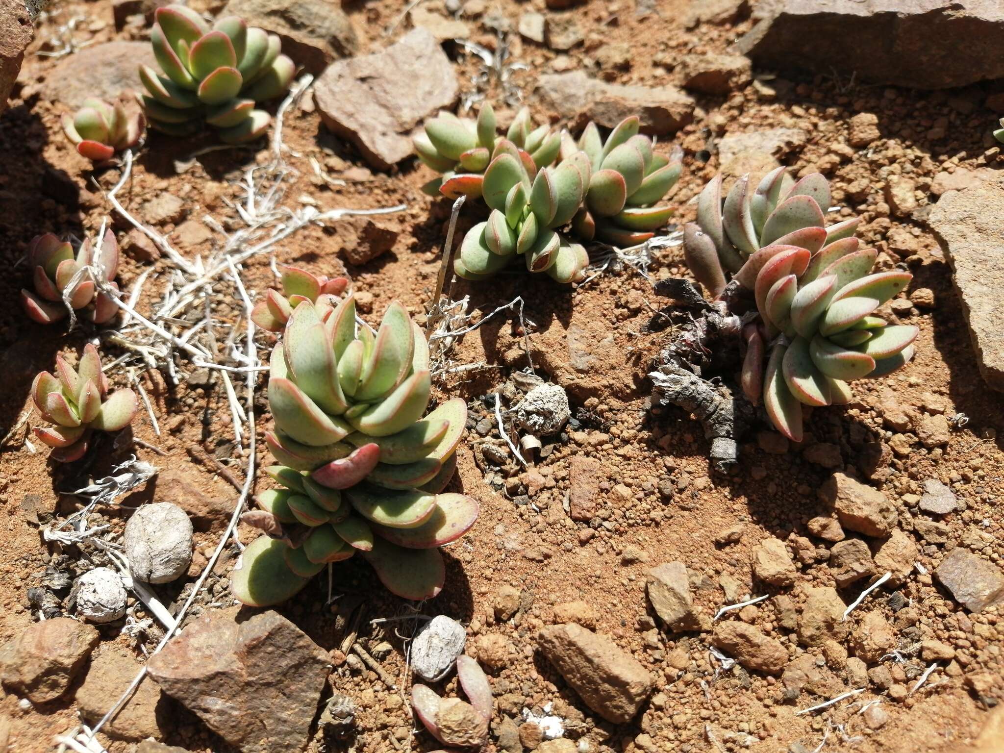 Image of Crassula pubescens subsp. rattrayi (Schönl. & Bak. fil.) Tölken