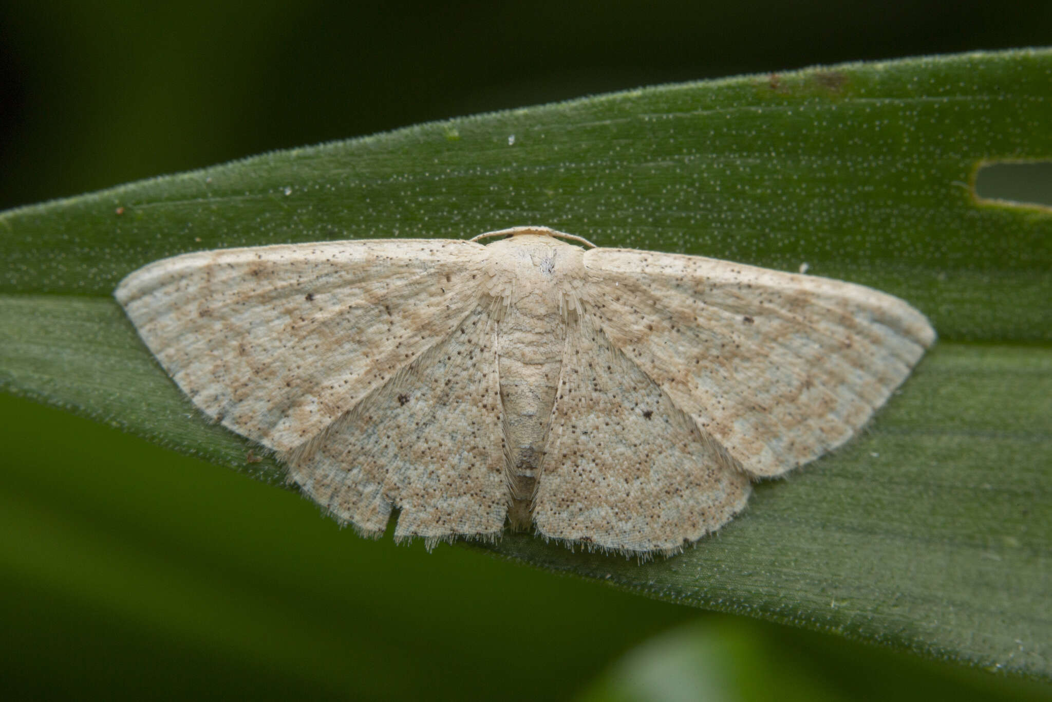 Image of Scopula actuaria Walker 1861