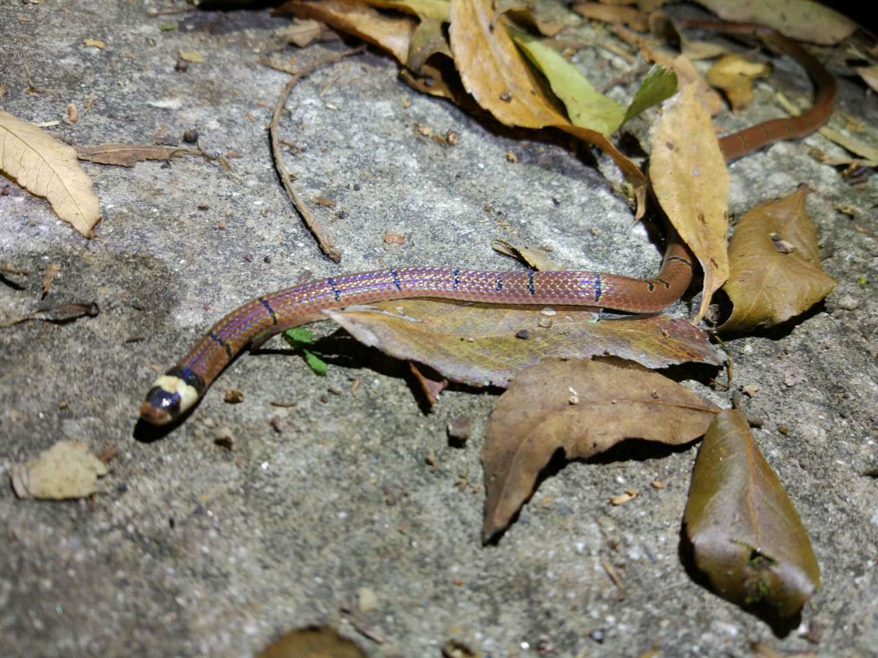 Image of Sinomicrurus macclellandi macclellandi (Reinhardt 1844)